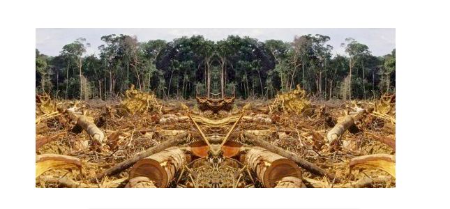 Help save Brazilian rainforest law