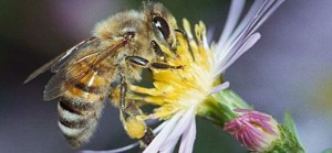 Save the bees Save the bees