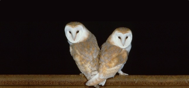 Save Britain’s Barn Owls – Feb 2014 petition
