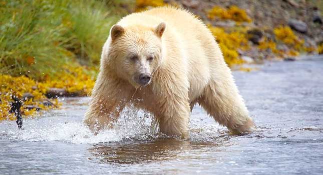 Natural World 2015 Kermode bear