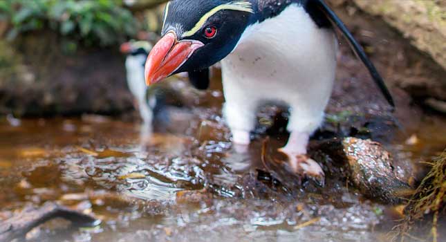 New Zealand: Earth's Mythical Islands on BBC 2